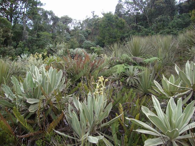 Guardianes del Páramo: Expedición por la Reserva Natural la Rejoya