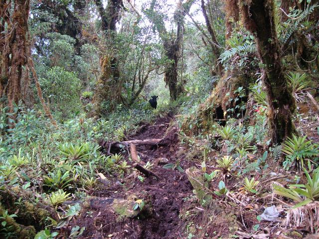 Guardianes del Páramo: Expedición por la Reserva Natural la Rejoya